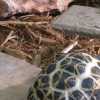 female spider tortoise.jpg